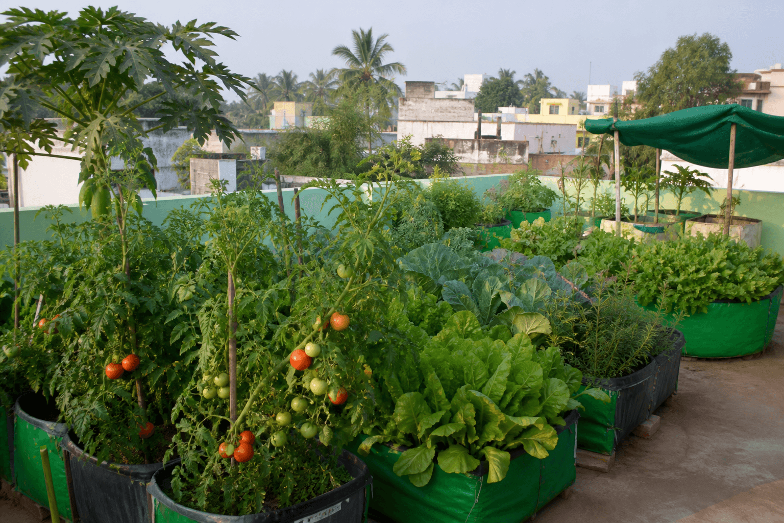 A productive rooftop terrace vegetable garden